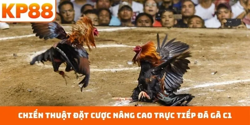 Trực Tiếp Đá Gà C1 – Sân Chơi Đẳng Cấp Với Bảng Đấu Cân Bằng 2 Chiến thuật đặt cược nâng cao trực tiếp đá gà C1