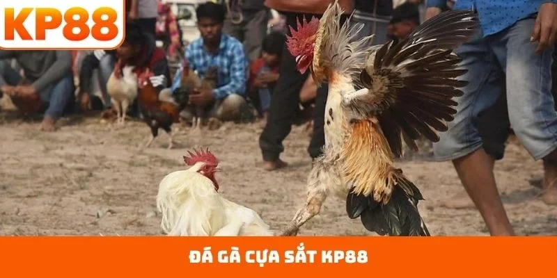 đá gà cựa sắt