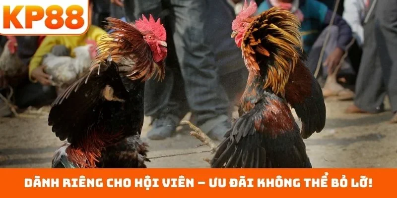 Đá Gà KP88 3 Dành riêng cho hội viên – Ưu đãi không thể bỏ lỡ!