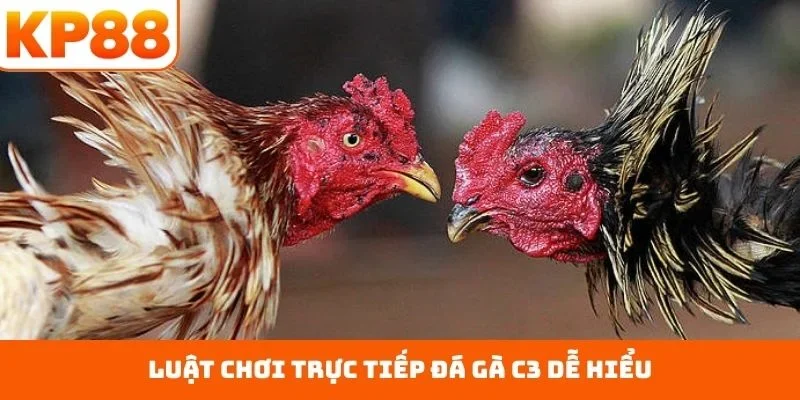 Trực Tiếp Đá Gà C3 – Sàn Đấu Công Bằng Nhất Hiện Nay 1 Luật chơi trực tiếp đá gà C3 dễ hiểu