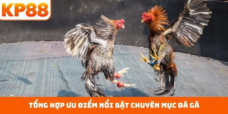 Đá Gà KP88 5 Tổng hợp ưu điểm nổi bật chuyên mục đá gà